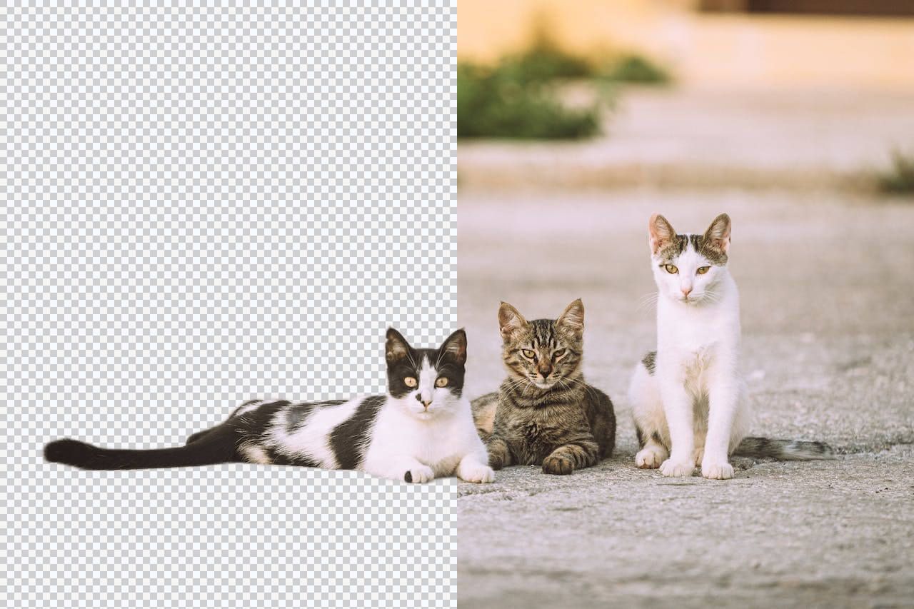 Remove background from animal photo - Free pet image editor