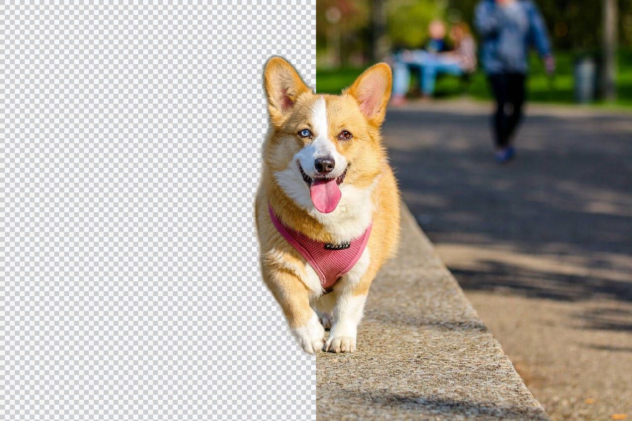 Delete background from pet image - Easy animal background remover