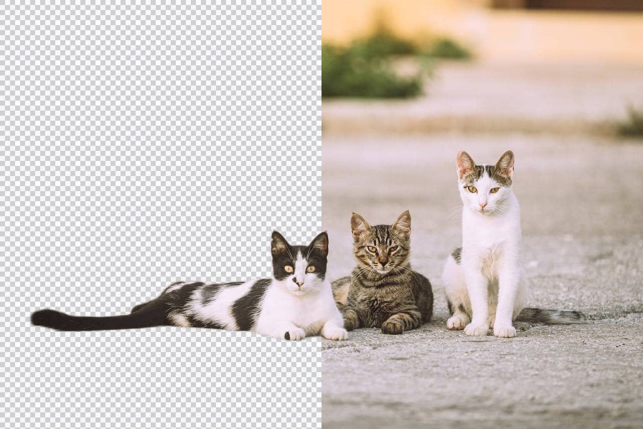 https://www.pexels.com/photo/rue-mignon-chats-chaussee-18110326/ 宠物图片去背景 – 免费AI去除狗狗猫咪照片背景