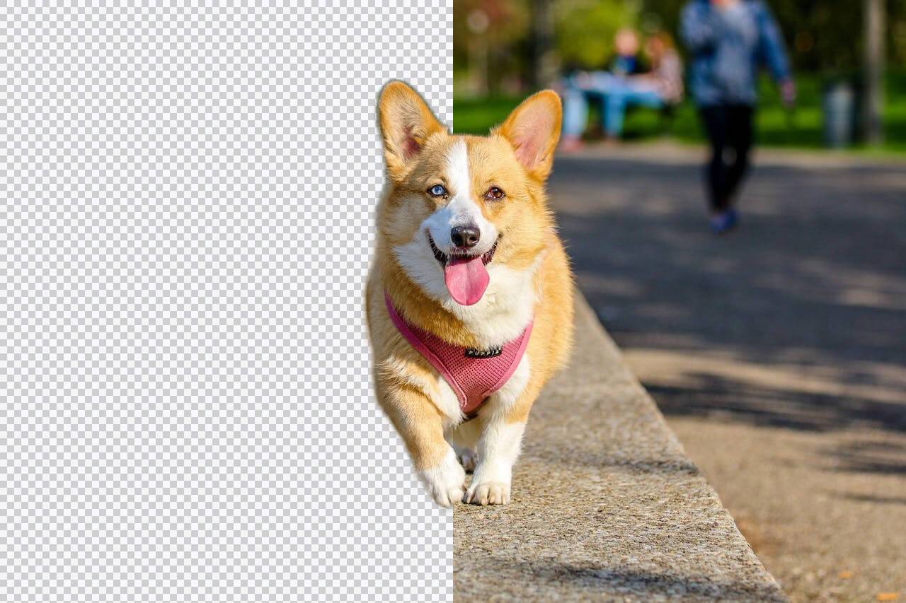 dog photo by muhannad alatawi@pexels.com/ Einfacher Tierbild-Hintergrund-Entferner – Tierfoto-Hintergründe online löschen